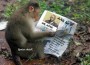 manki